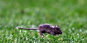 الفئران والقوارض تستوطن عدداً من أشهر الملاعب الإنكليزية