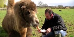 بالفيديو...جمل يتعاطى الخمر مع صاحبه
