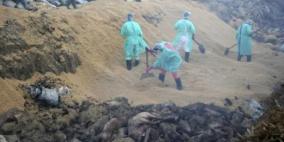 ايبولا: تجربة ناجحة لدواء تجريبي على القرود