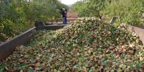 كنعان تنقذ اللوز الفلسطيني وتأخذ محصوله نحو أسواق التصدير العالمية