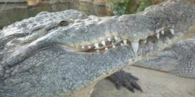 أميركا.. تمساح يقتل شابا في تكساس