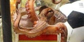 الأخطبوط "مانولو" يتوقع فوز بلباو وأنثى القندس "مايا" تنحاز للبرسا