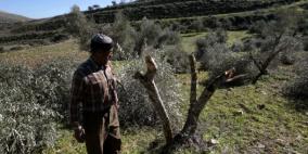 مستوطنون يقطعون أشجارا في بيت أمر شمال الخليل