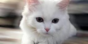 قطة في نيوزيلندا تجلب المخدرات إلى المنزل