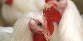 ضبط لحوم دواجن غير صالحة للاستخدام الآدمي في البيرة