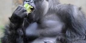 إحالة ذكر غوريلا للتقاعد في حديقة حيوان أسترالية