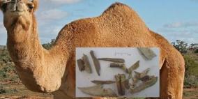 عظام جمل بفلسطين تصحح قصة التوراة عن النبي إبراهيم