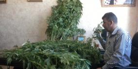 ارزيقات لــ"رايــة": ضبط شقة مخصصة لزراعة المارغوانا في جنين
