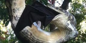 صور صادمة لثعبان يأكل خفاشا ضخما