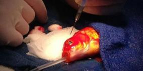 بالصور: عملية جراحية دقيقة لإزالة ورم من رأس سمكة ذهبية