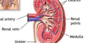 مرضى السكر أكثر عرضة للإصابة بقصور وظائف الكلى