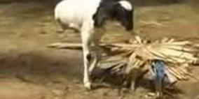 خروف مولود بساقين فقط ويمشي بشكل طبيعي