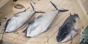 انتحار جماعي لـ39 حوتاً في نيوزيلندا