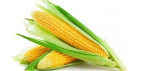 نبــات الذرة منشـط ومقـوي لجهـاز المناعـة في الجسـم