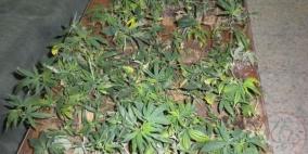 ضبط 586 شتلة "ماريجوانا" في الخليل