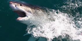 "كاميرا" لرصد رحلات أسماك القرش