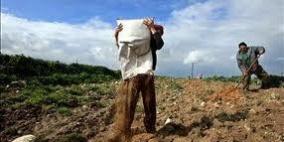 'التعاون الإسباني' يمول أربع تعاونيات زراعية للإغاثة الزراعية في جنين