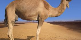 الإبل "المستودع الرئيسي" لفيروس كورونا