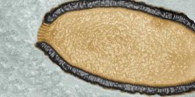 اكتشاف فيروسات عملاقة صمدت 30 ألف سنة بجليد سيبيريا