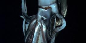 علماء يلتقطون أول صور لحبار عملاق في عمق المحيط