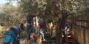 مجموعات شبابية تشارك "REFORM" في يوم تطوعي لقطف الزيتون