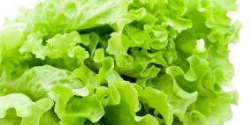"الخس" وجبة غذائية متكاملة مليئة بالسيلينيوم وخالية من السعرات