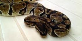 سيدة تكتشف ثعباناً عاش شهرين كاملين بغرفة نومها