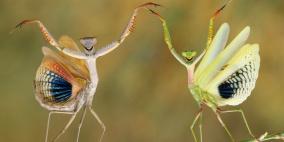 أفضل الصور من صور مسابقة ناشيونال جيوغرافيك 2014