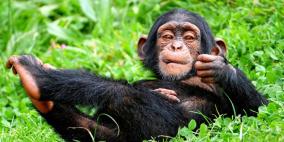 العلماء يثبتون ادمان القردة على تناول الكحول