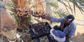 إصابة عاملين وقعا عن شجرة تمر في الاغوار