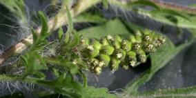 "أمبروسيا" المسببة للحساسية تجتاح أوروبا وتثير القلق