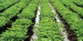 كشف ملابسات اتلاف مزروعات في طولكرم