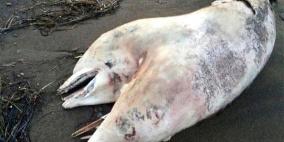 العلماء يعكفون على دراسة دلفين برأسين ظهر على الشواطئ التركية