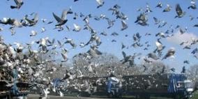 الأرجنتين.. تهريب المخدرات عبر الحمام الزاجل