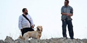 مستوطنون يسرقون محصول الزيتون من أراض قرية دير شرف