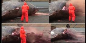 الحوت "المفخخ" ينفجر بعالم البيولوجيا ويعطيه درساً