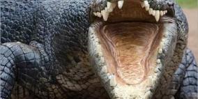 المولود الملكي الجديد يحصل على  تمساح هدية من استراليا