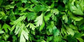 البقدونس والحلبة يساعدان على التخلص من حصوات الكلى