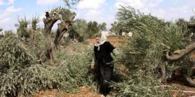 مستوطنون يقتلعون أشتال زيتون ولوزيات قرب نابلس