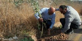 قلقيلية: زراعة أشجار في في بلدة عزون ضمن فعاليات الاسبوع الوطني للشباب