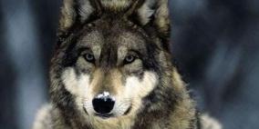 كلب من سلالة خطرة يقتل طفلة وهي نائمة