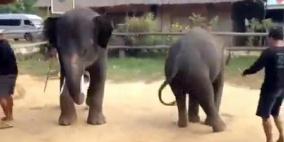 حتى الفيلة ترقص على "غانغام ستايل"