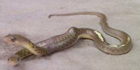 أفعى برأسين في الهند