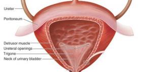 20 %من الأطفال يعانون من مشكلة التبول اللاإرادى