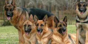 1400 كلب يحرسون قناة السويس بمصر