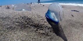 مخلوقات غريبة تغزو الشواطئ الأمريكية