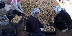 حصاد البطاطا والبصل وتجهيزها للتسويق في بلدة طمون بمحافظة طوباس