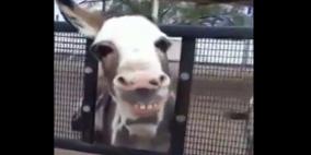 بالفيديو .. طفل يطلب من حمار أن يبتسم فيستجيب بابتسامة