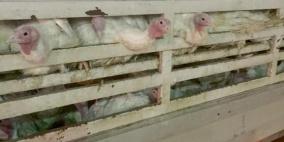 جنين: ضبط "حبش" مهرب من "اسرائيل"