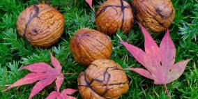 الجوز يُبطئ ظهور مرض ألزهايمر